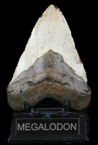 Megalodon Tooth - North Carolina #59083